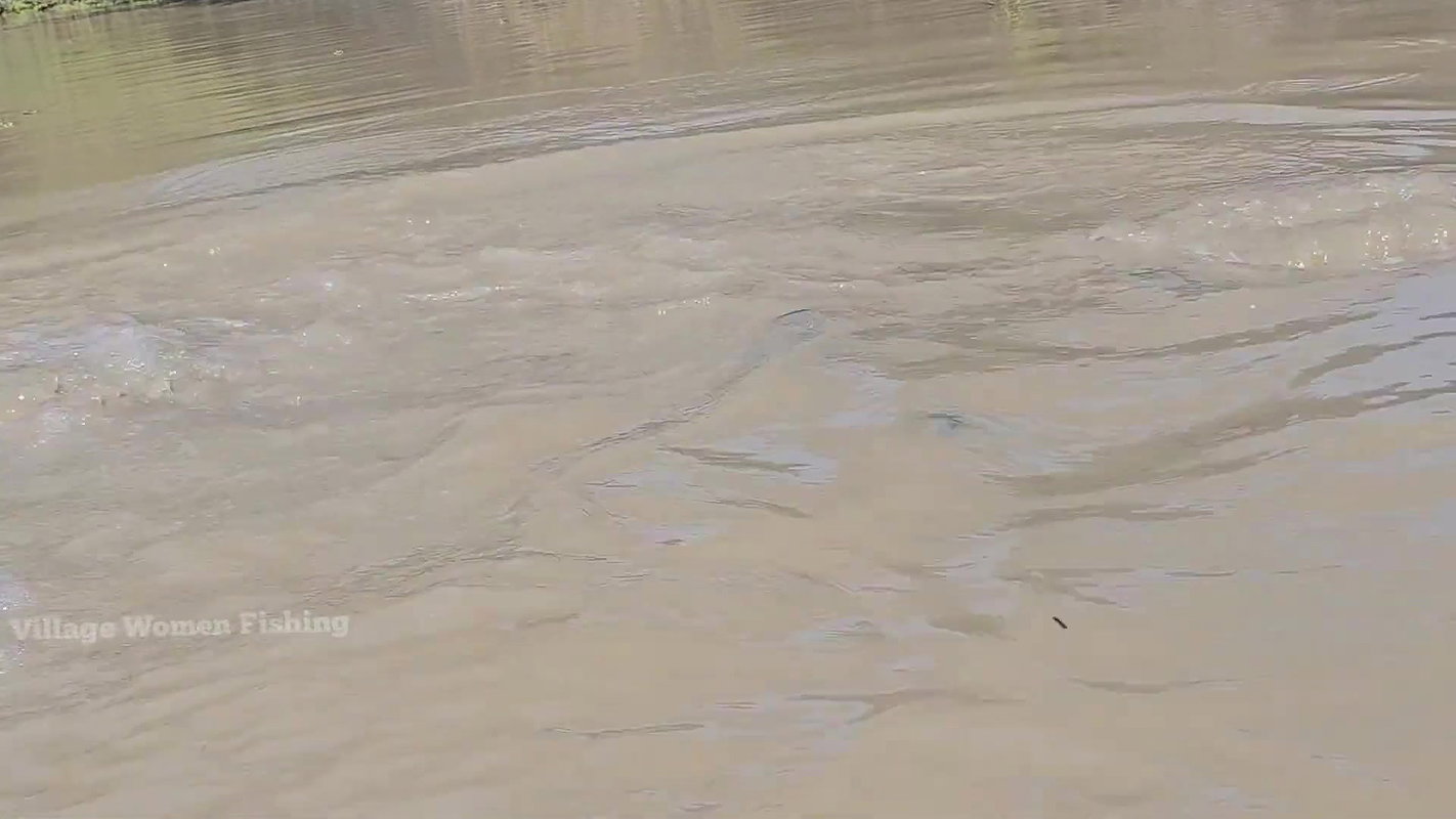 Amazing Net Fishing    Village Women Net Fishing f