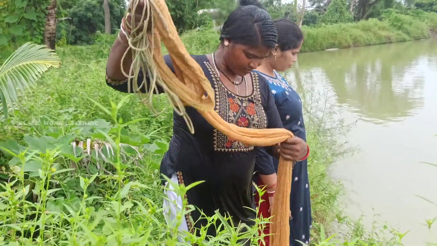 Amazing New Village Women Net Fishing Video    Vil