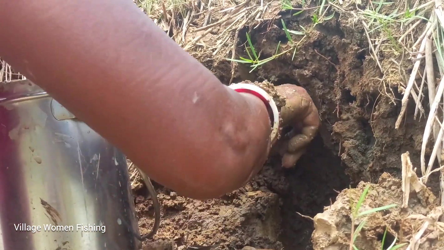 Amazing pond Crab catching by Village women   Vill