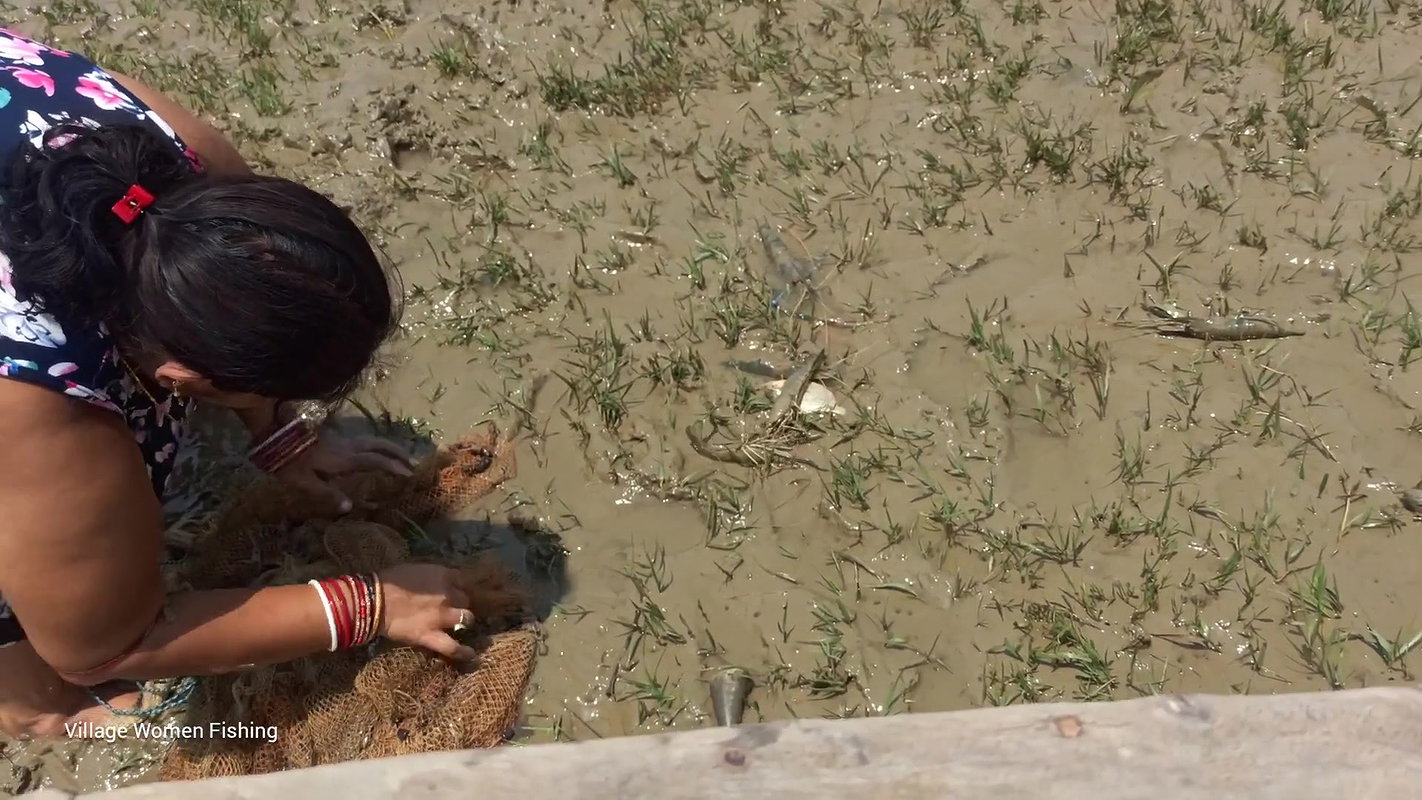 Amazing River fishing by Village women Net fishing