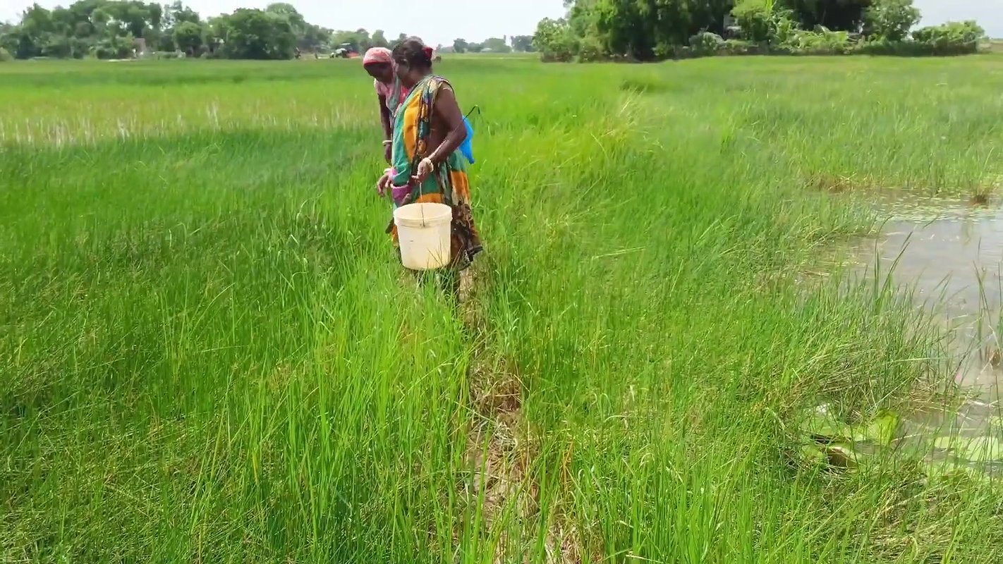 Amazing Sea crab Catching  Village Women Fishing