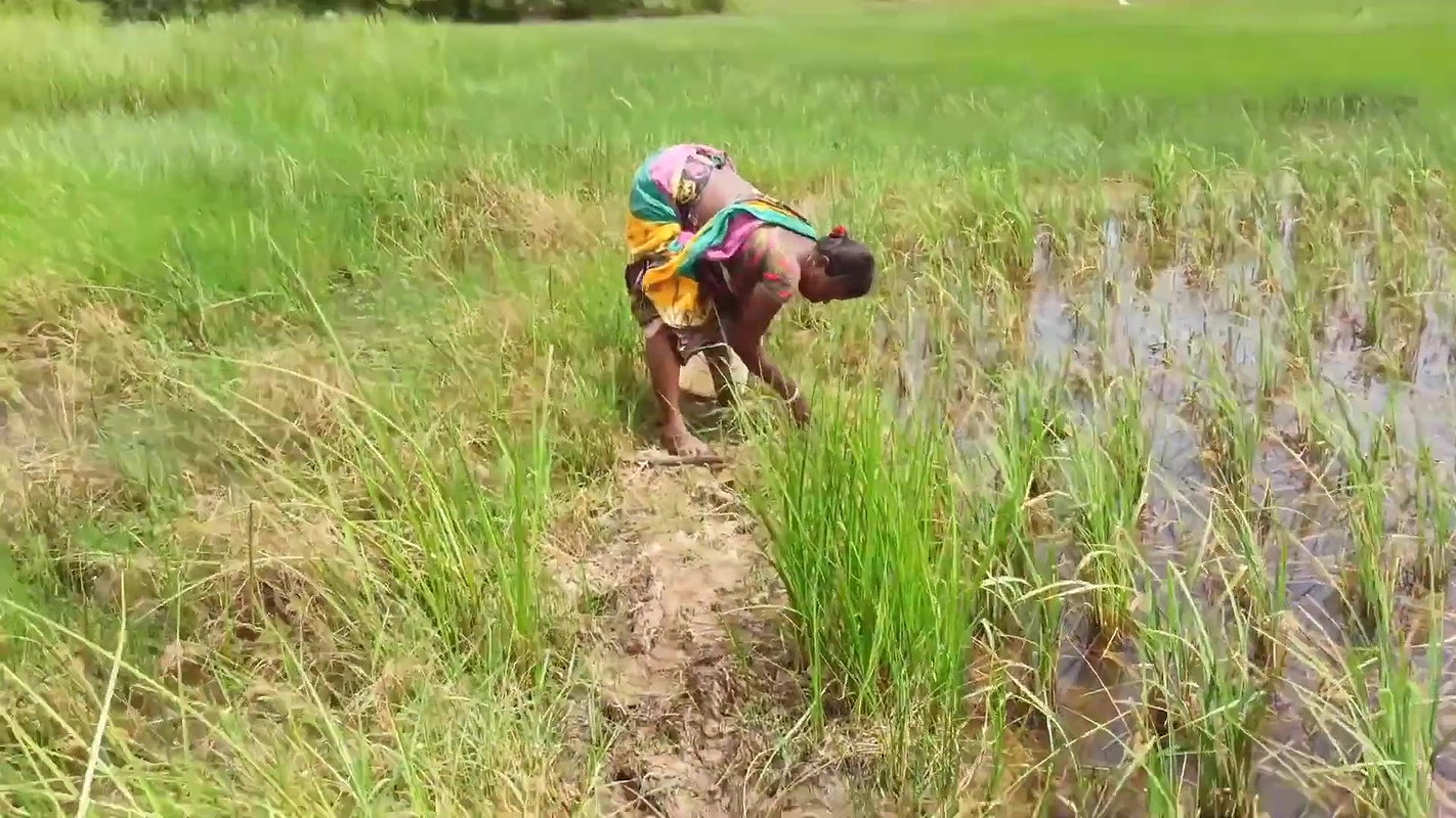 Amazing Sea crab Catching  Village Women Fishing