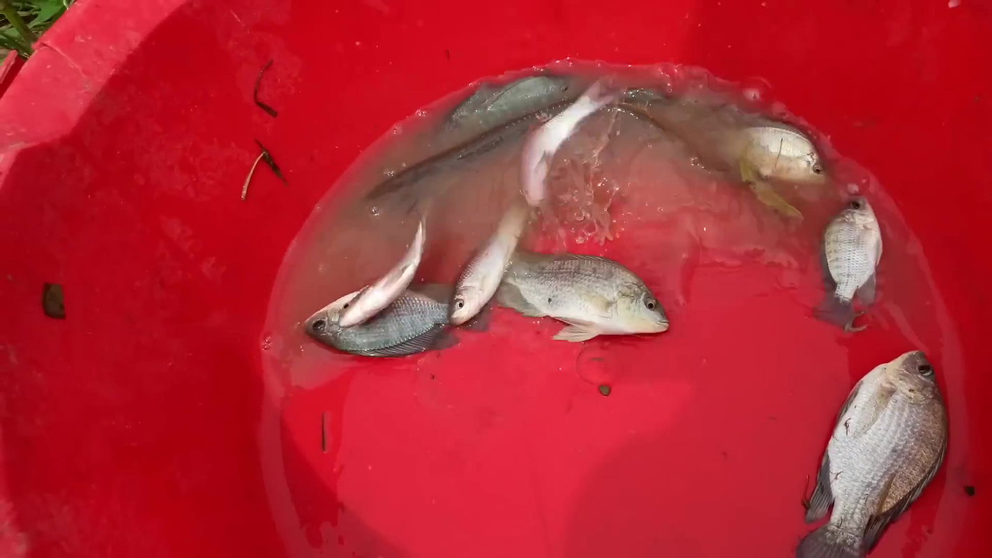 Amazing Two Village Women Catching Fish with Net
