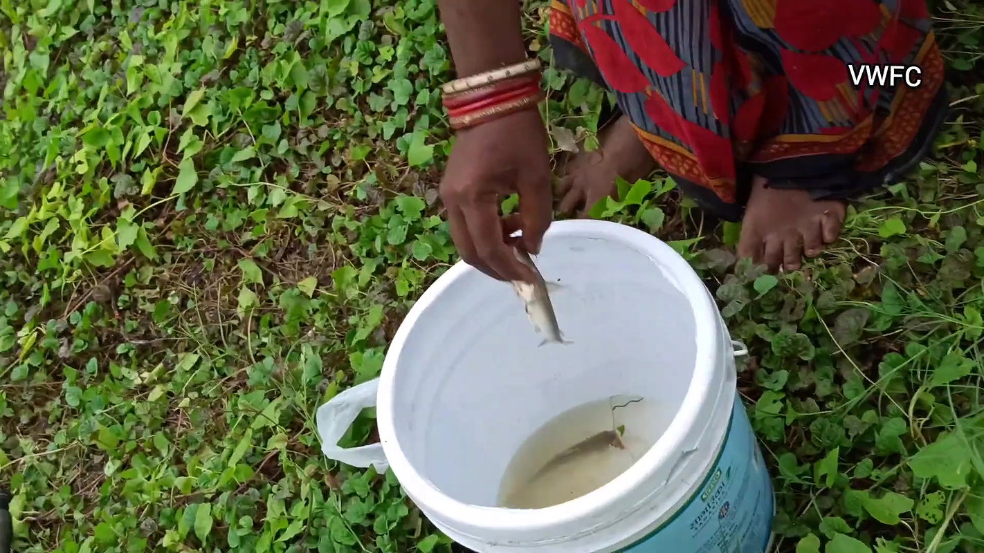 x  Amazing Village Lady Hook fishing   Best Fishing V