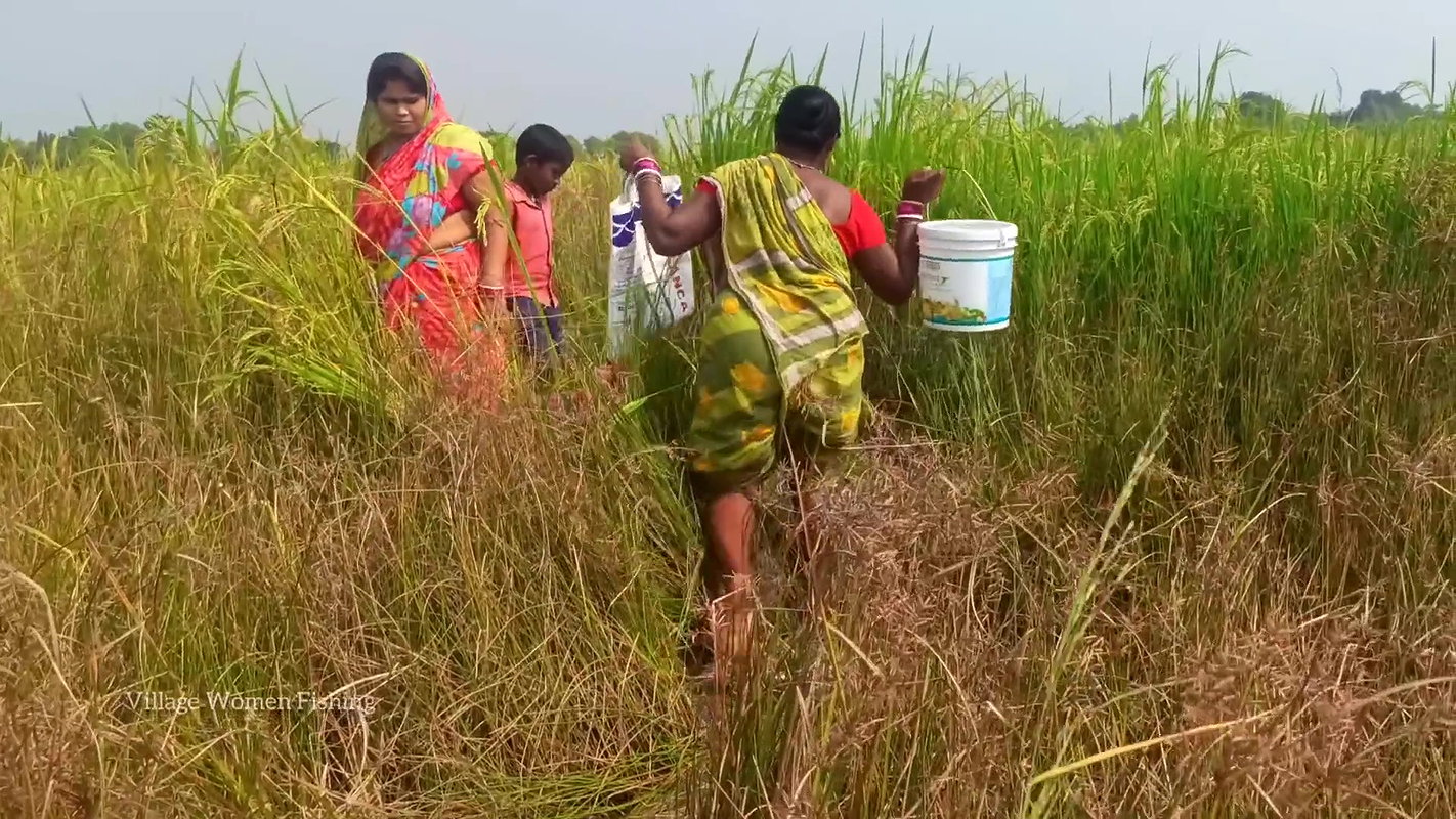 Amazing Village Women Catching Snakehead Fish with