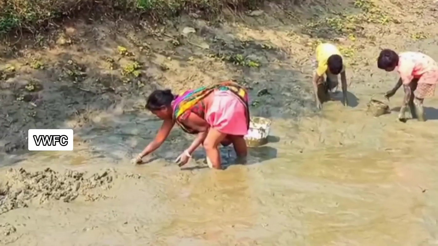 Amazing Village women collecting snails in Mud