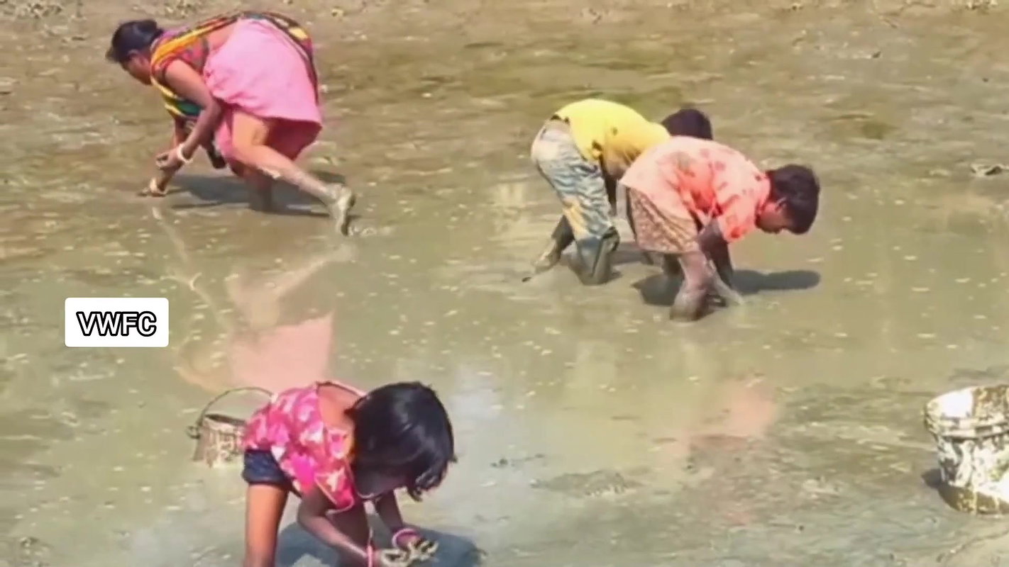 Amazing Village women collecting snails in Mud