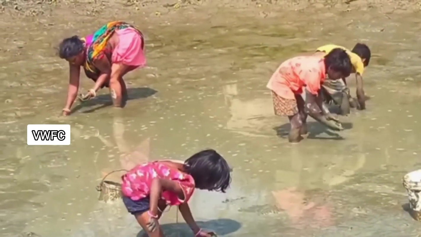 Amazing Village women collecting snails in Mud