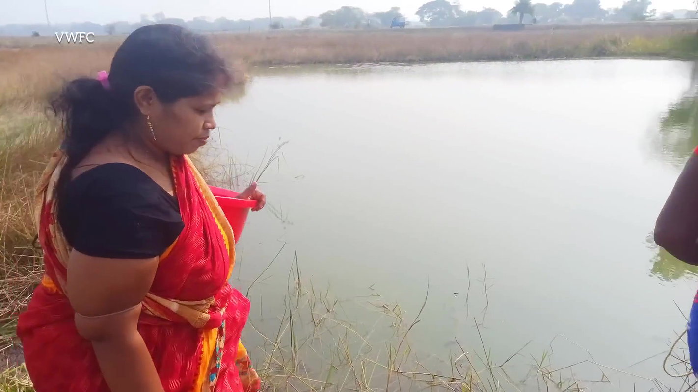 Amazing Village Women Fishing Big Murrell Fish