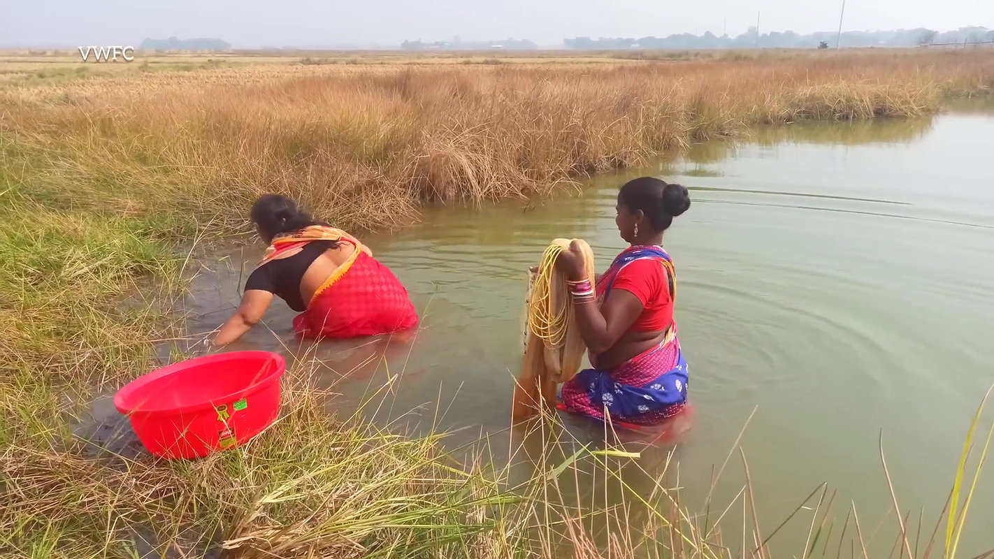 Amazing Village Women Fishing Big Murrell Fish