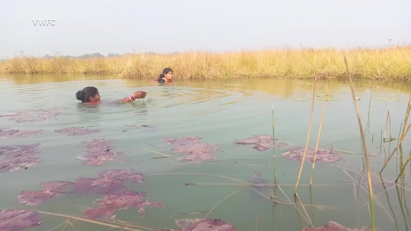 Amazing Village Women Fishing Big Murrell Fish