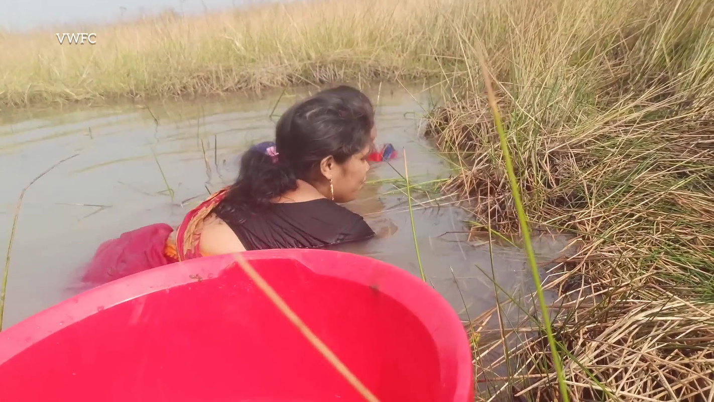 Amazing Village Women Fishing Big Murrell Fish