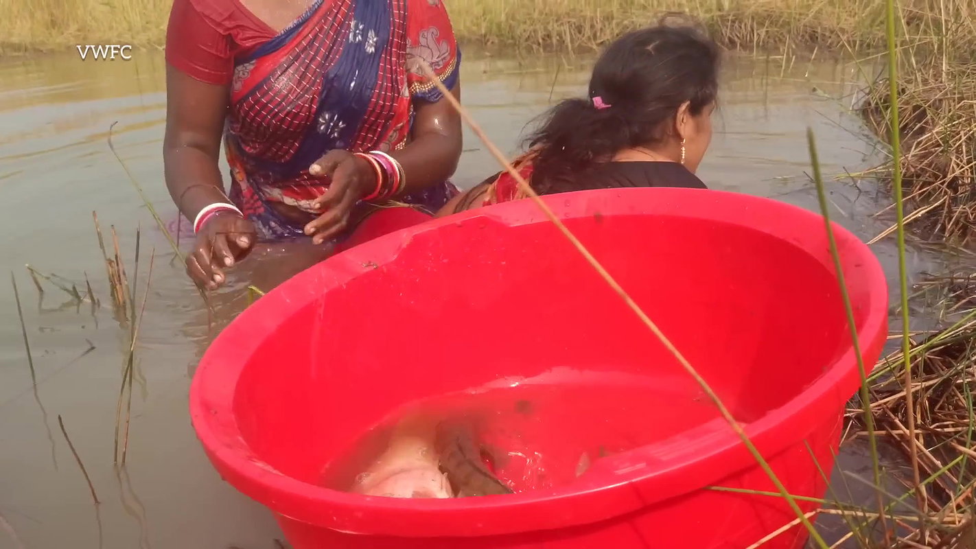 Amazing Village Women Fishing Big Murrell Fish