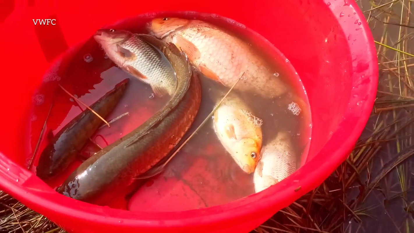 Amazing Village Women Fishing Big Murrell Fish