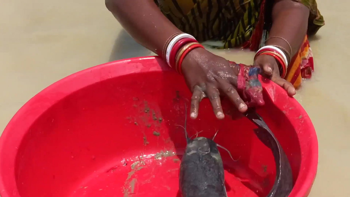 Amazing village women fishing in mud water  গ্রামে