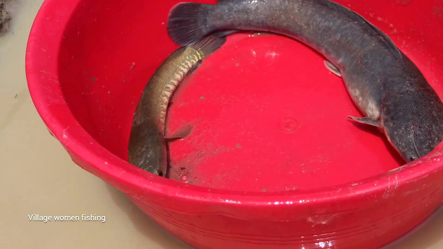 Amazing village women fishing in mud water  গ্রামে