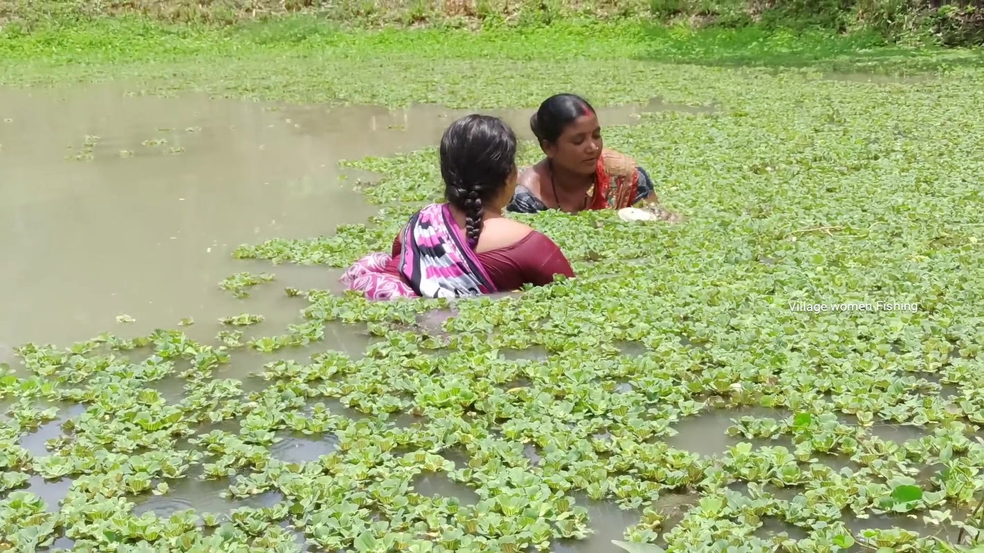 Amazing Village women fishing in village pond   vi