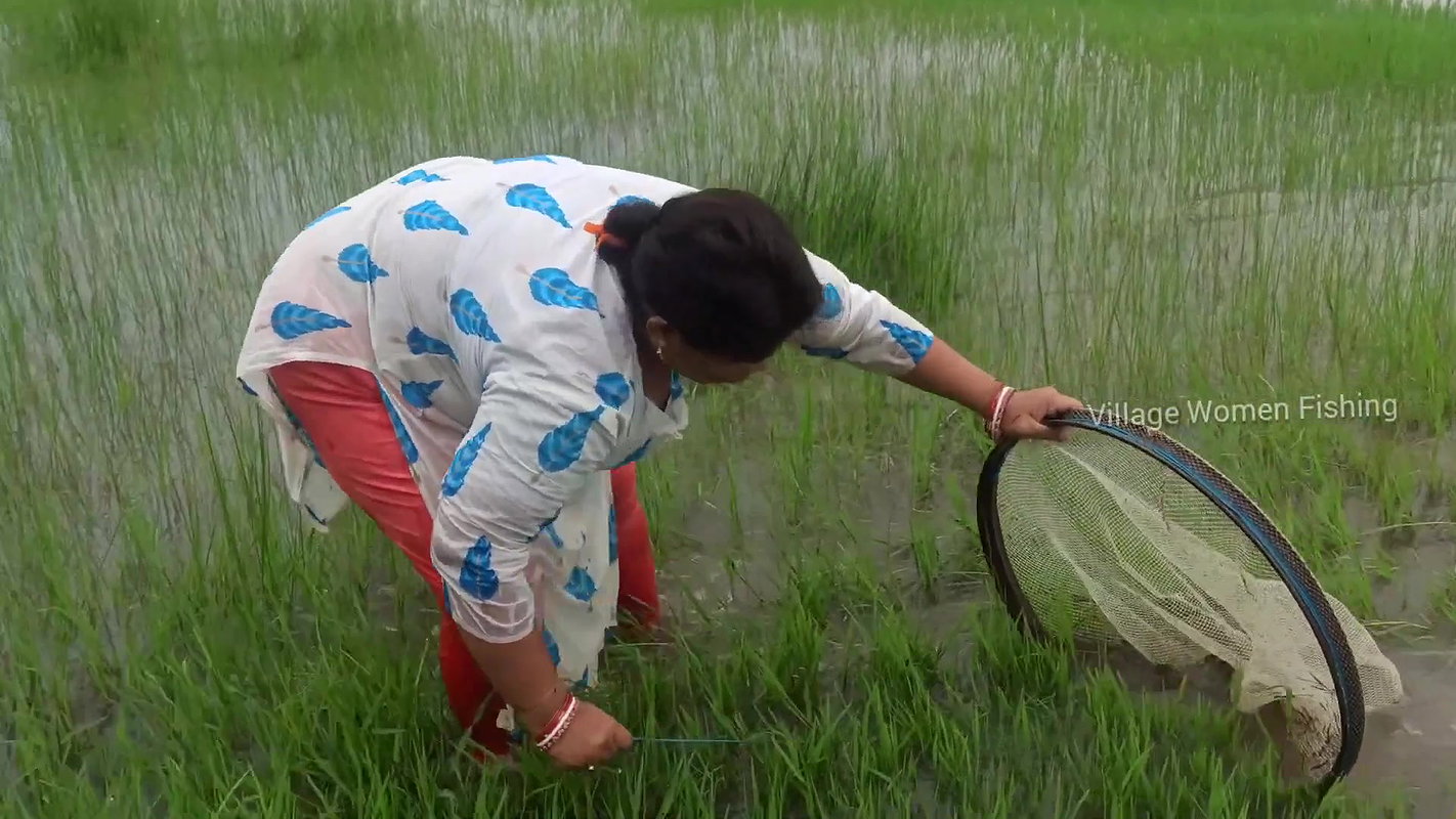 Amazing village women fishing technique    village