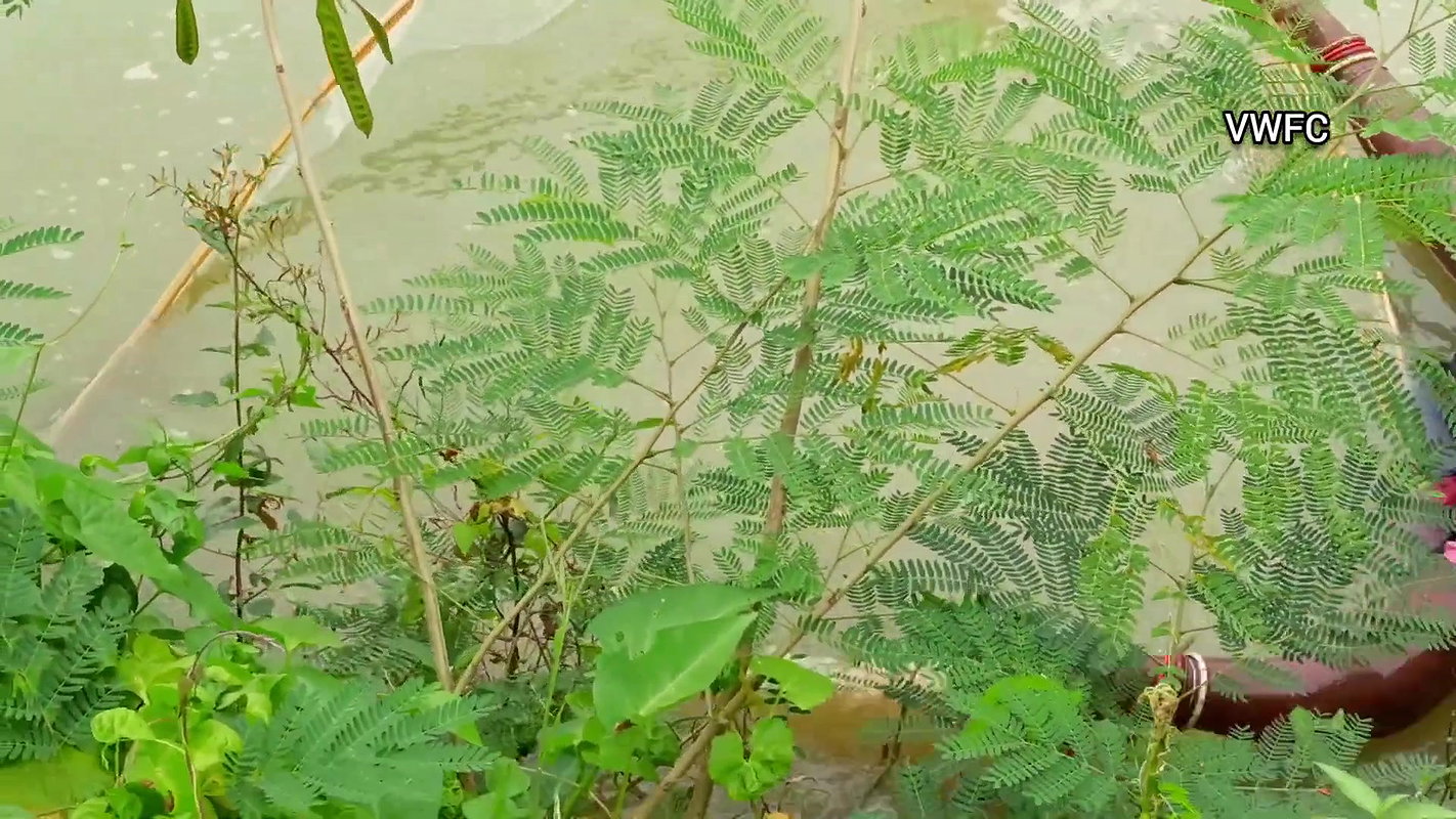 Amazing village women fishing using big net  মৌনি