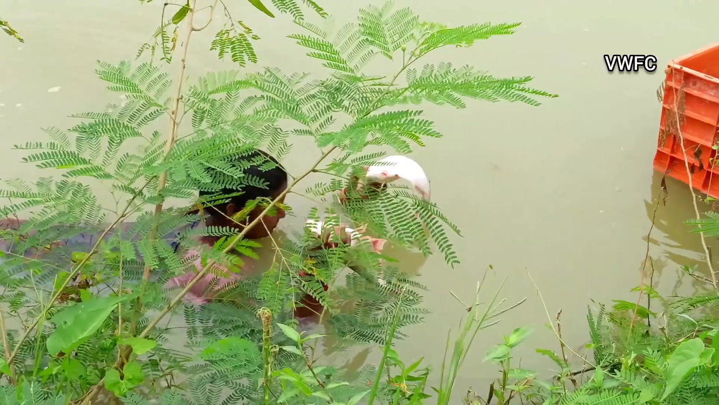 Amazing village women fishing using big net  মৌনি