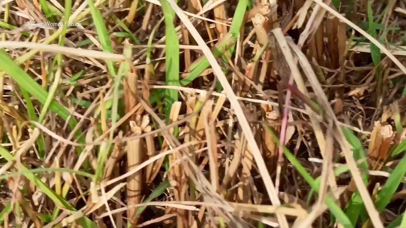 Amazing Village Women fishing with Net   village l