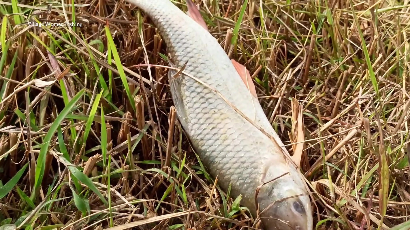 Amazing Village Women fishing with Net   village l