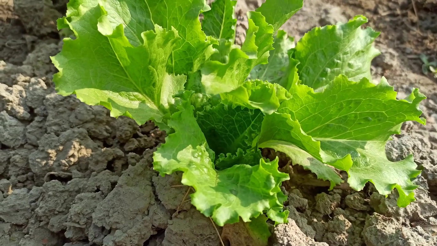 x Amazing Village Women fishing With Unknown Ingredi