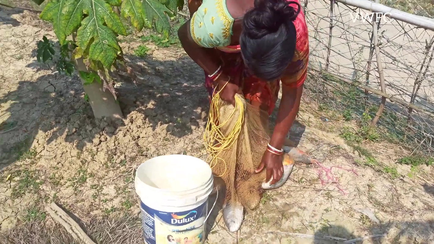 Amazing Village Women Fishing    Carp Fishing