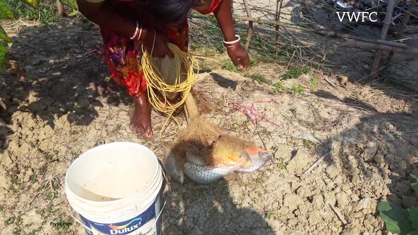 Amazing Village Women Fishing    Carp Fishing