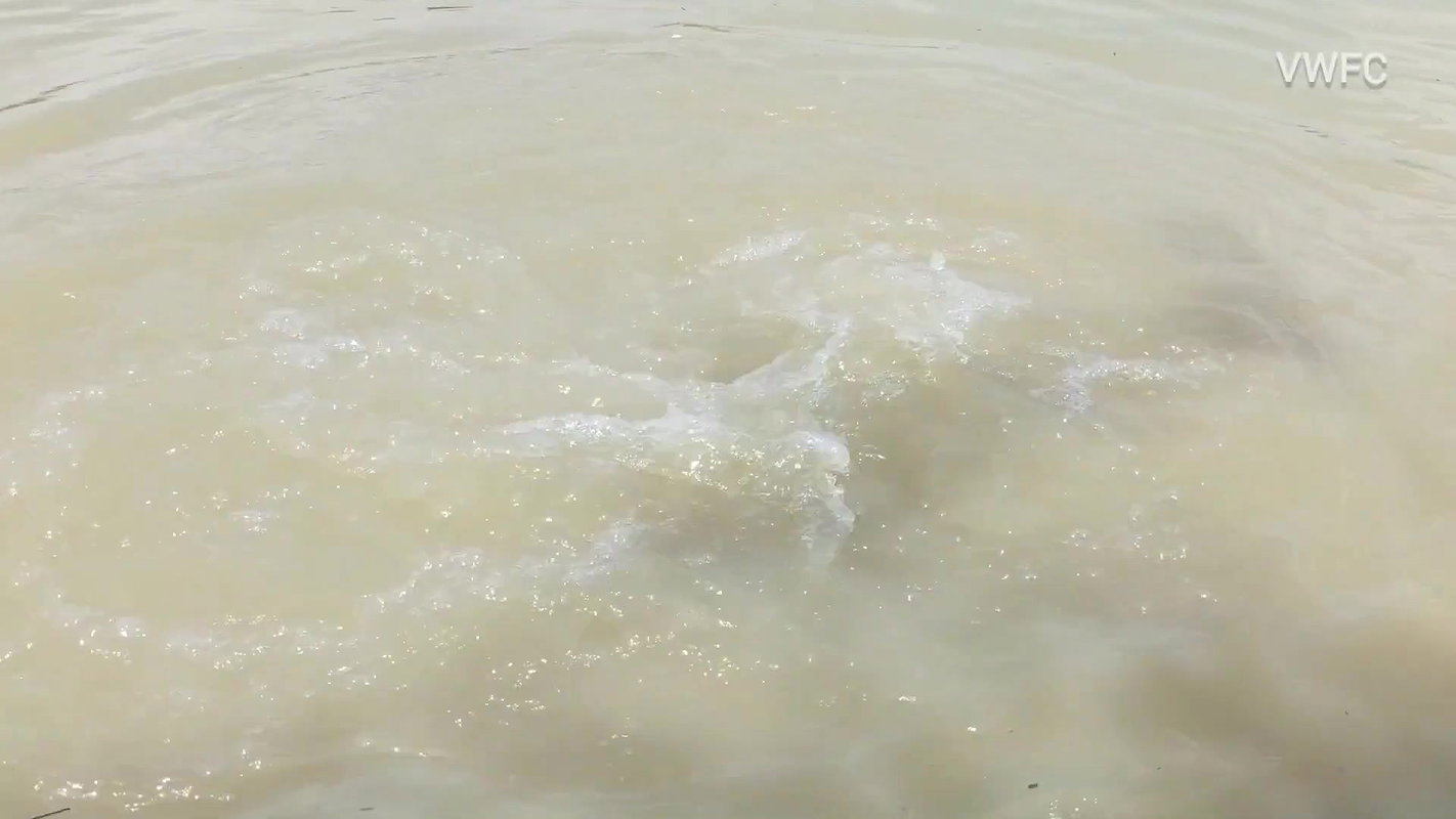 Amazing Village women Fishing    Incredible Fishin