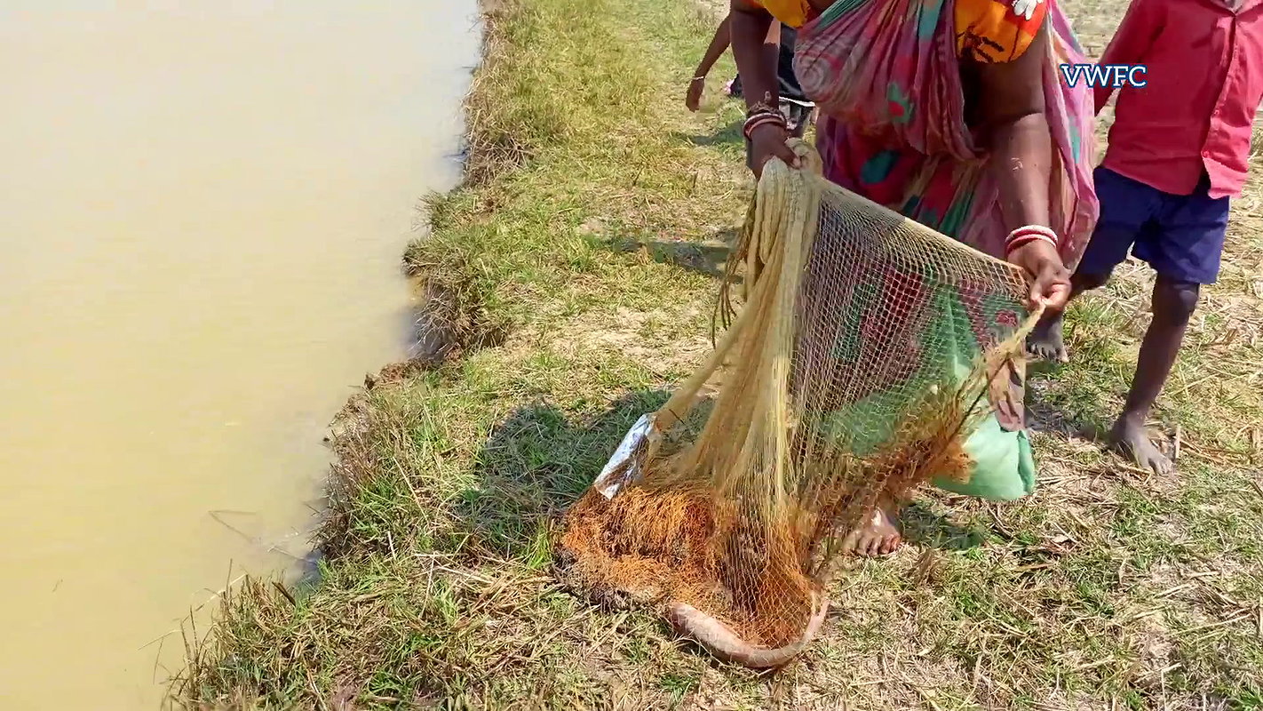 Amazing Village women Fishing    Traditional Net F