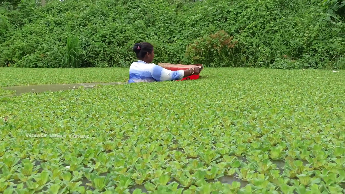 Amazing Village Women Hand Fishing in Village Pond