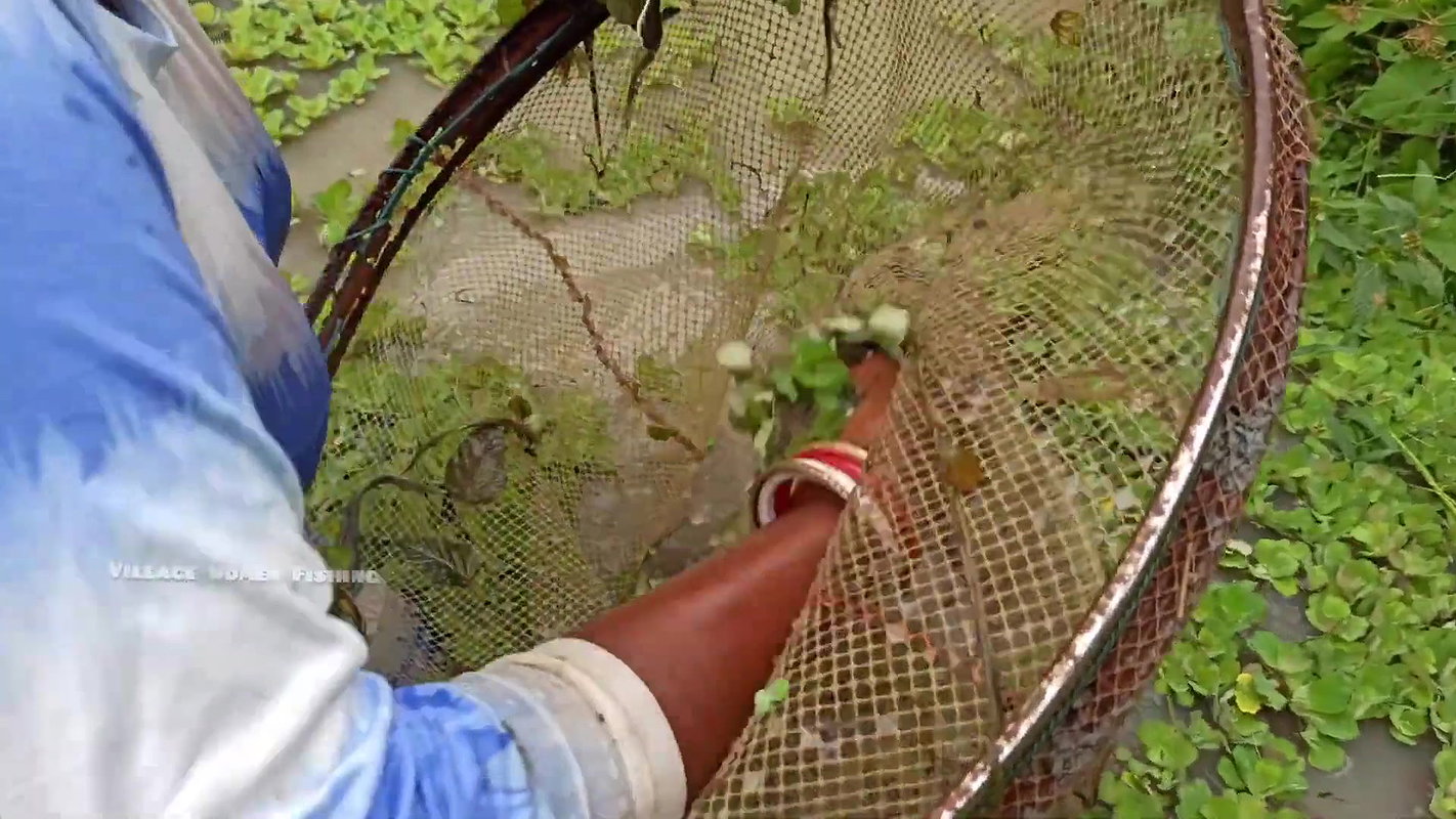 Amazing Village Women Hand Fishing in Village Pond