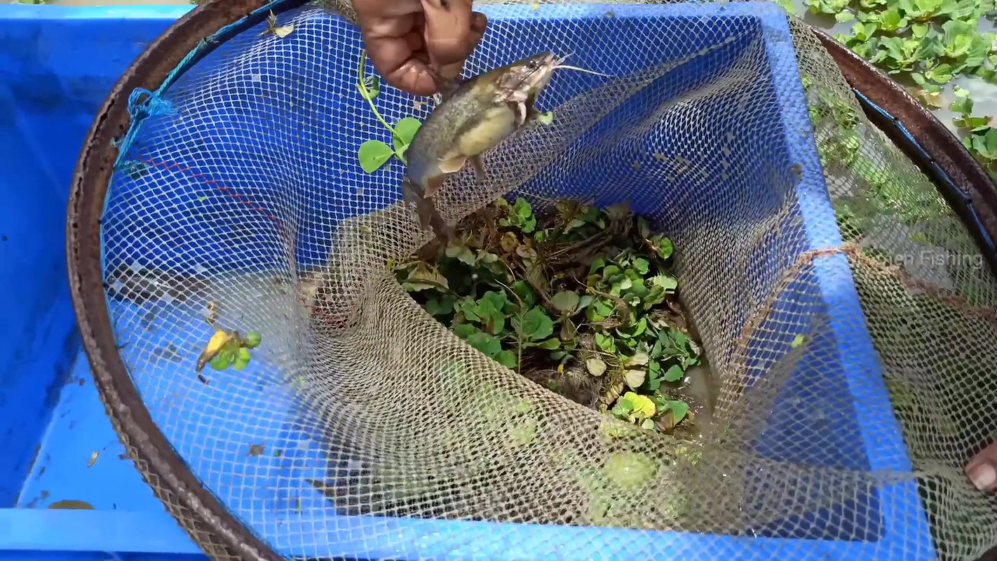 Amazing Village women Hand fishing   Unique fishin
