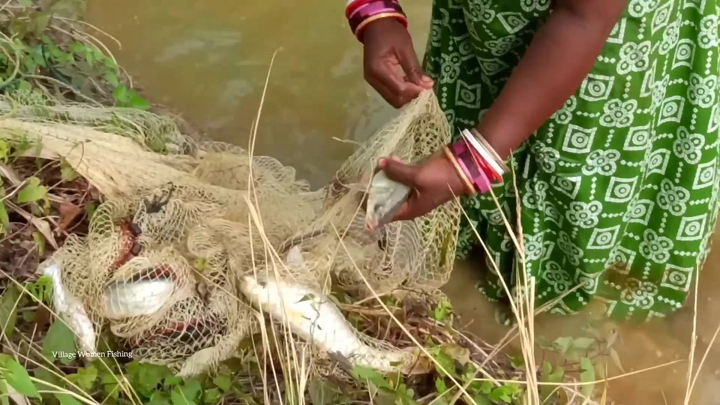 Amazing Village Women Hunting Carp fish with cast