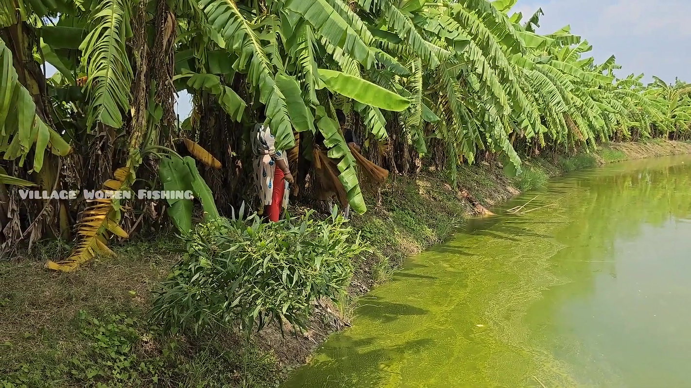 Amazing Village Women Net Fishing in Village fish