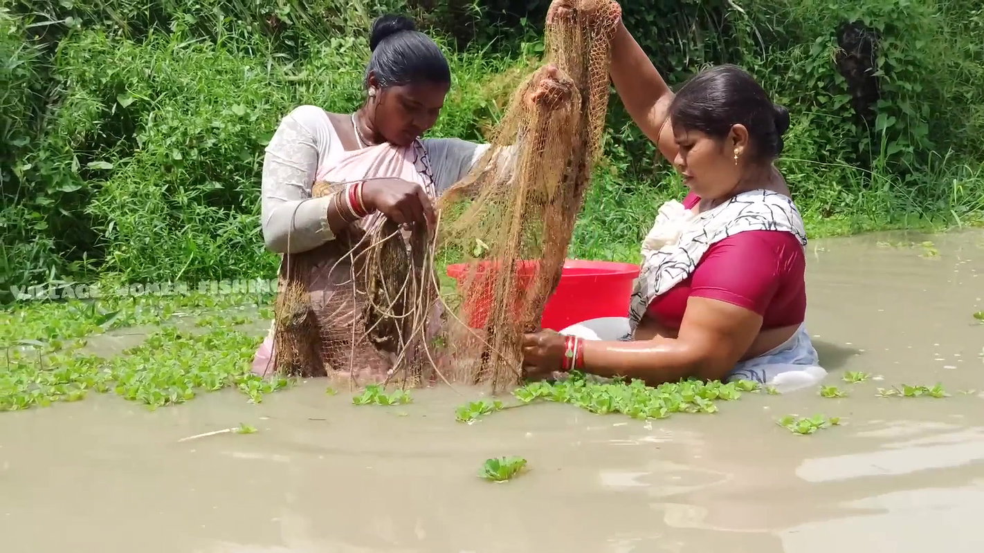 Amazing Village Women Net Fishing Video in Village