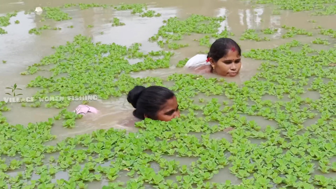 Amazing Village Women Net Fishing Video in Village