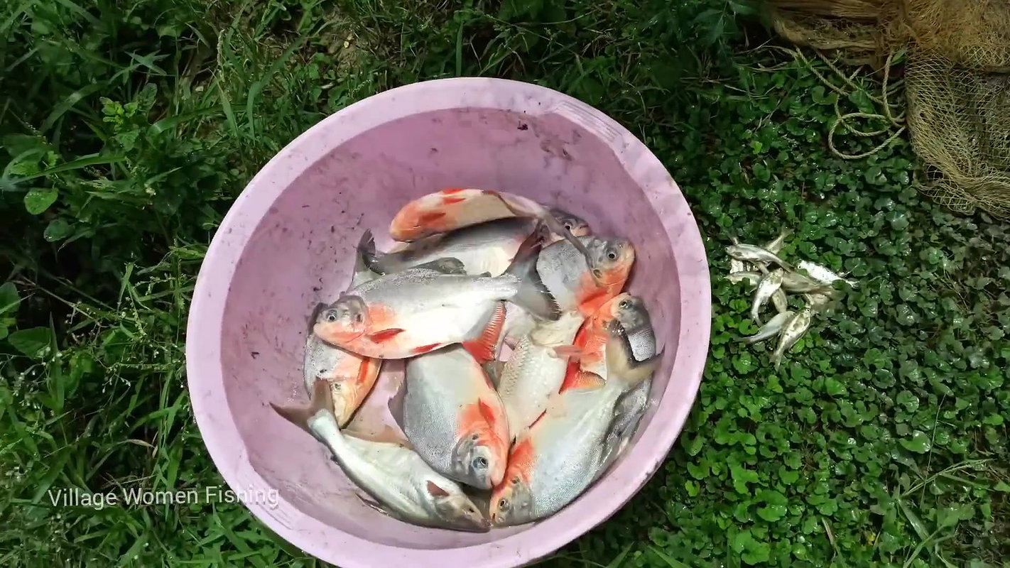 Amazing village women net fishing video   Mouni fi