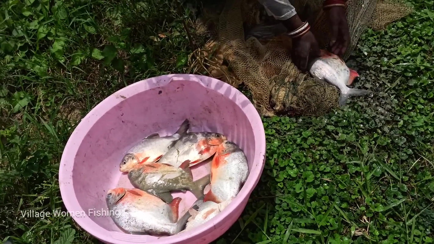 Amazing village women net fishing video   Mouni fi