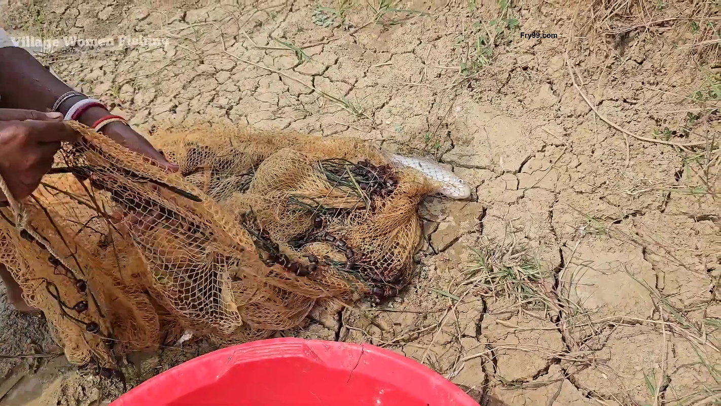 Amazing Village Women Net Fishing Video    Village