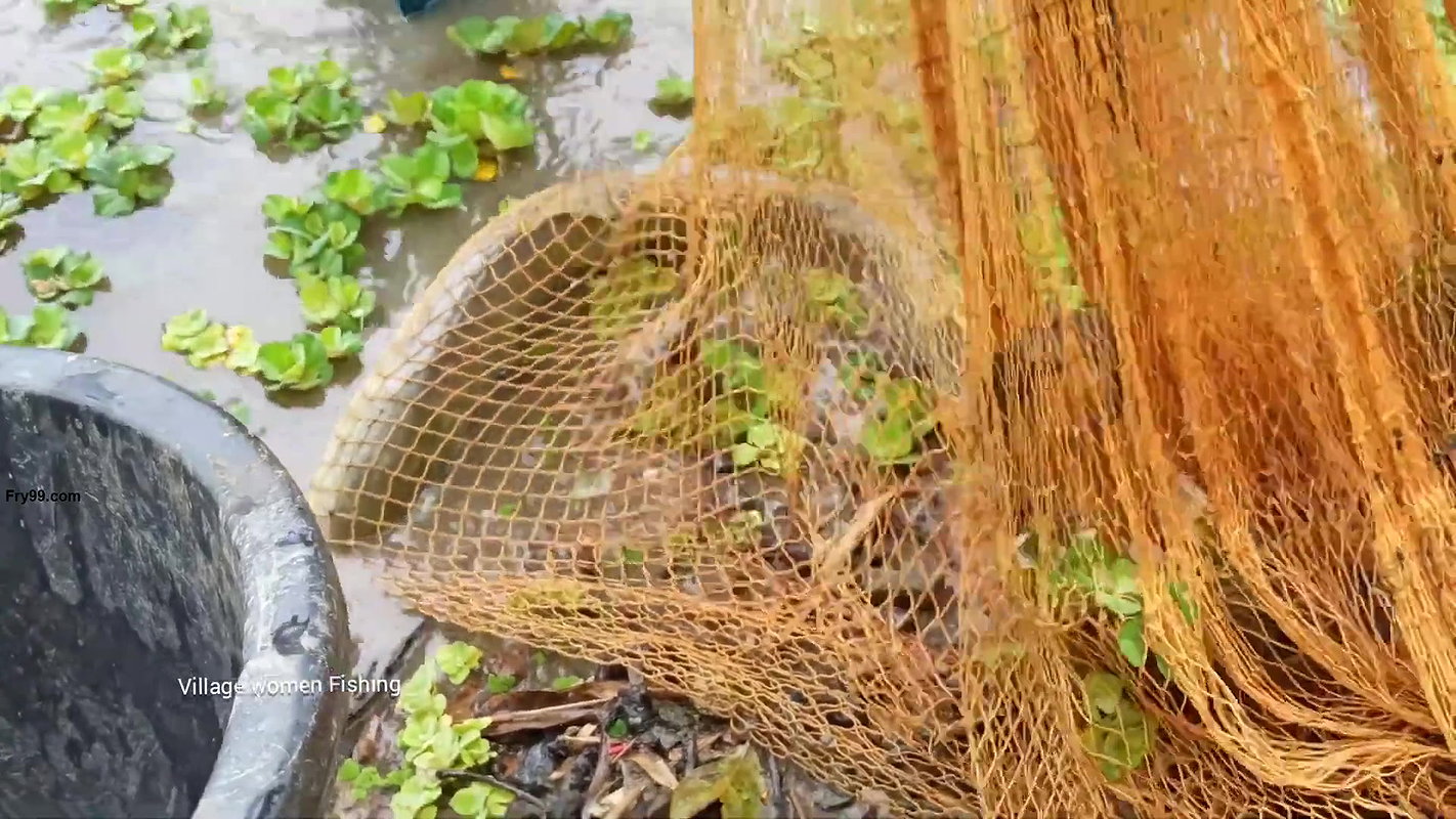 Amazing Village women net fishing   Big Fish