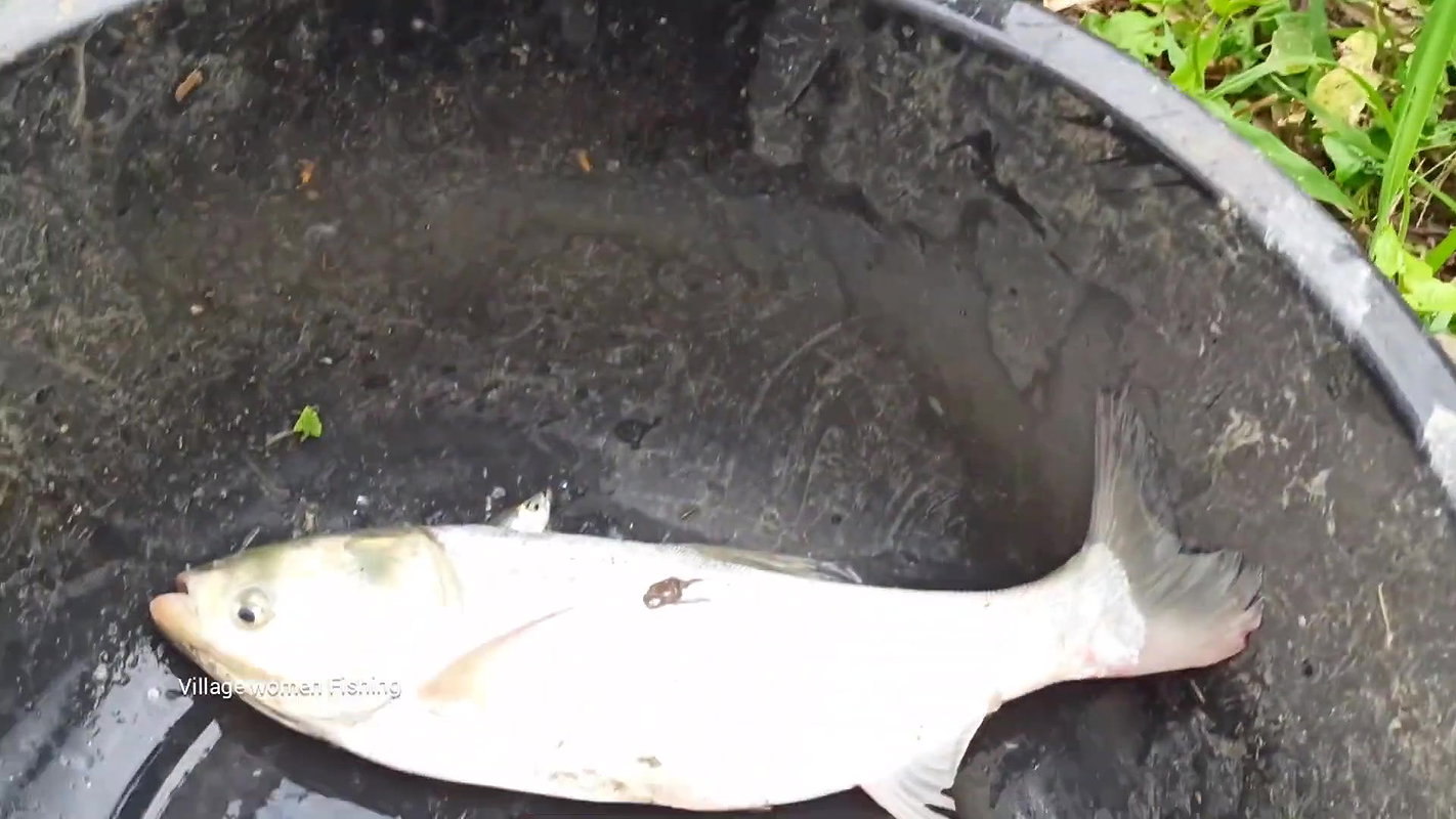 Amazing Village women net fishing   Big Fish