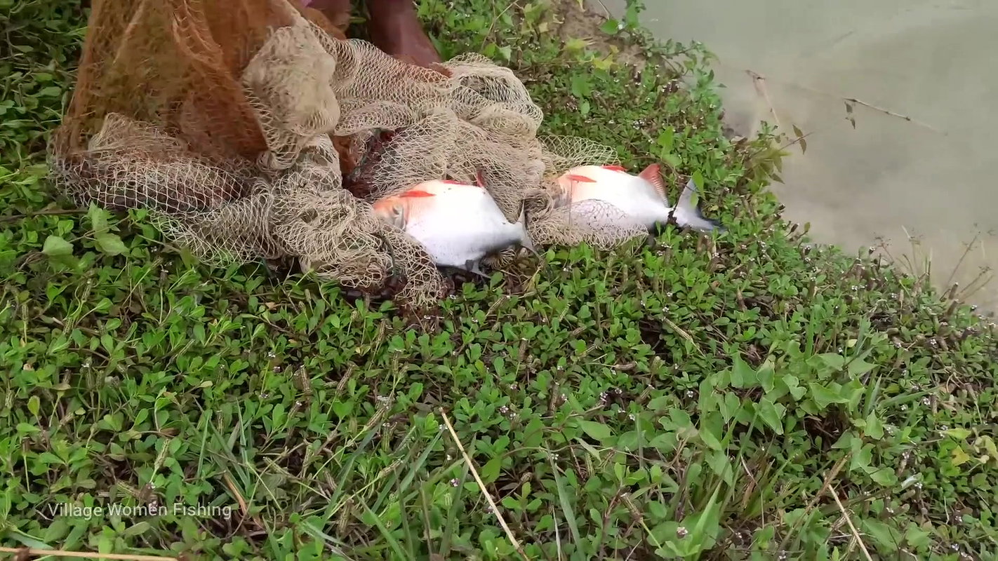Amazing village women net fishing   Big Piranha fi
