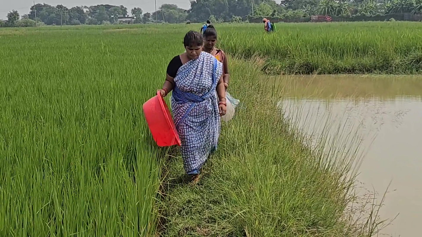 Amazing Village Women Net Fishing    Village Women