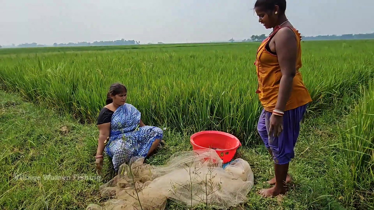 Amazing Village Women Net Fishing    Village Women