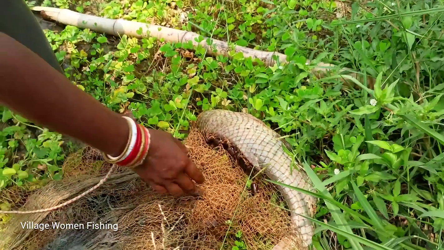 Amazing village women net fishing  Big catch