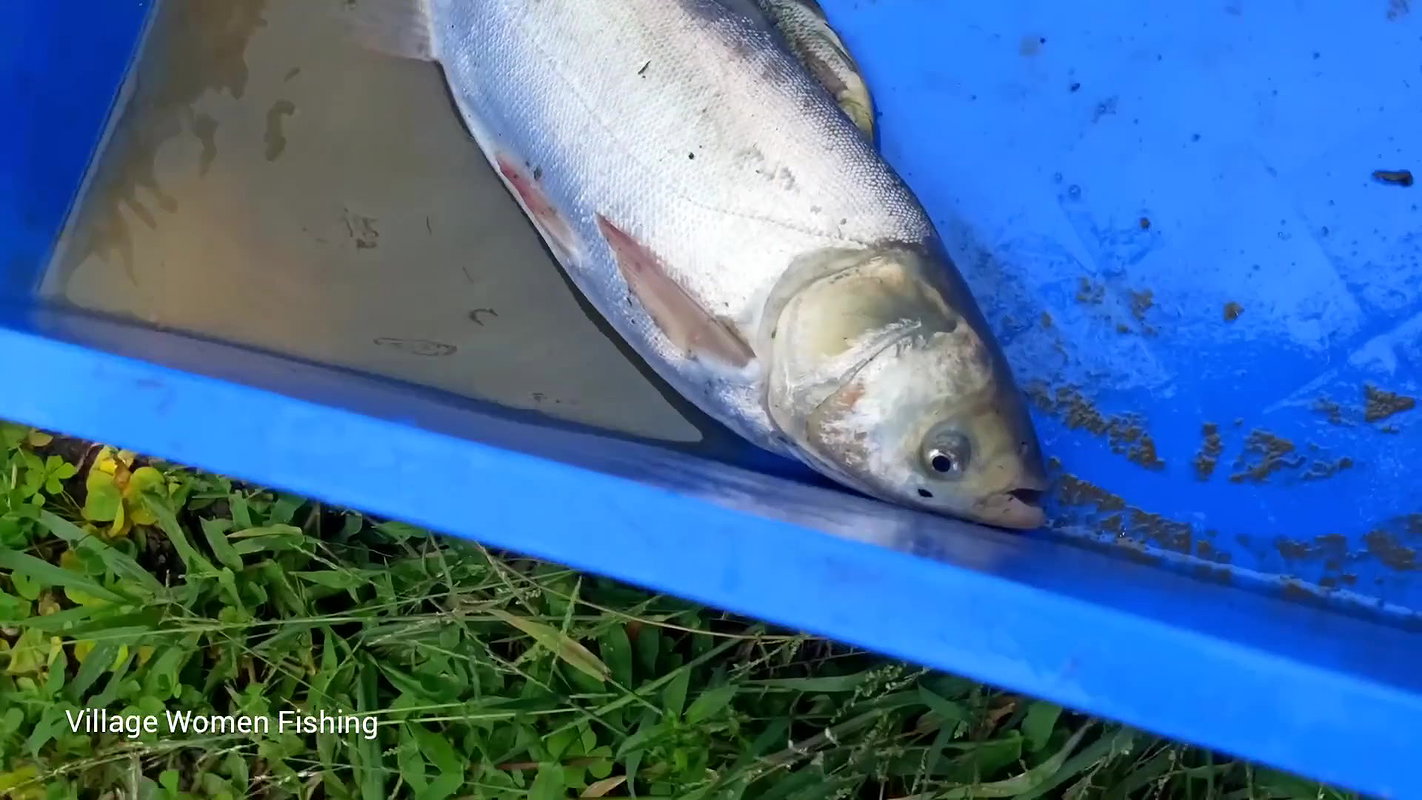Amazing village women net fishing  Big catch