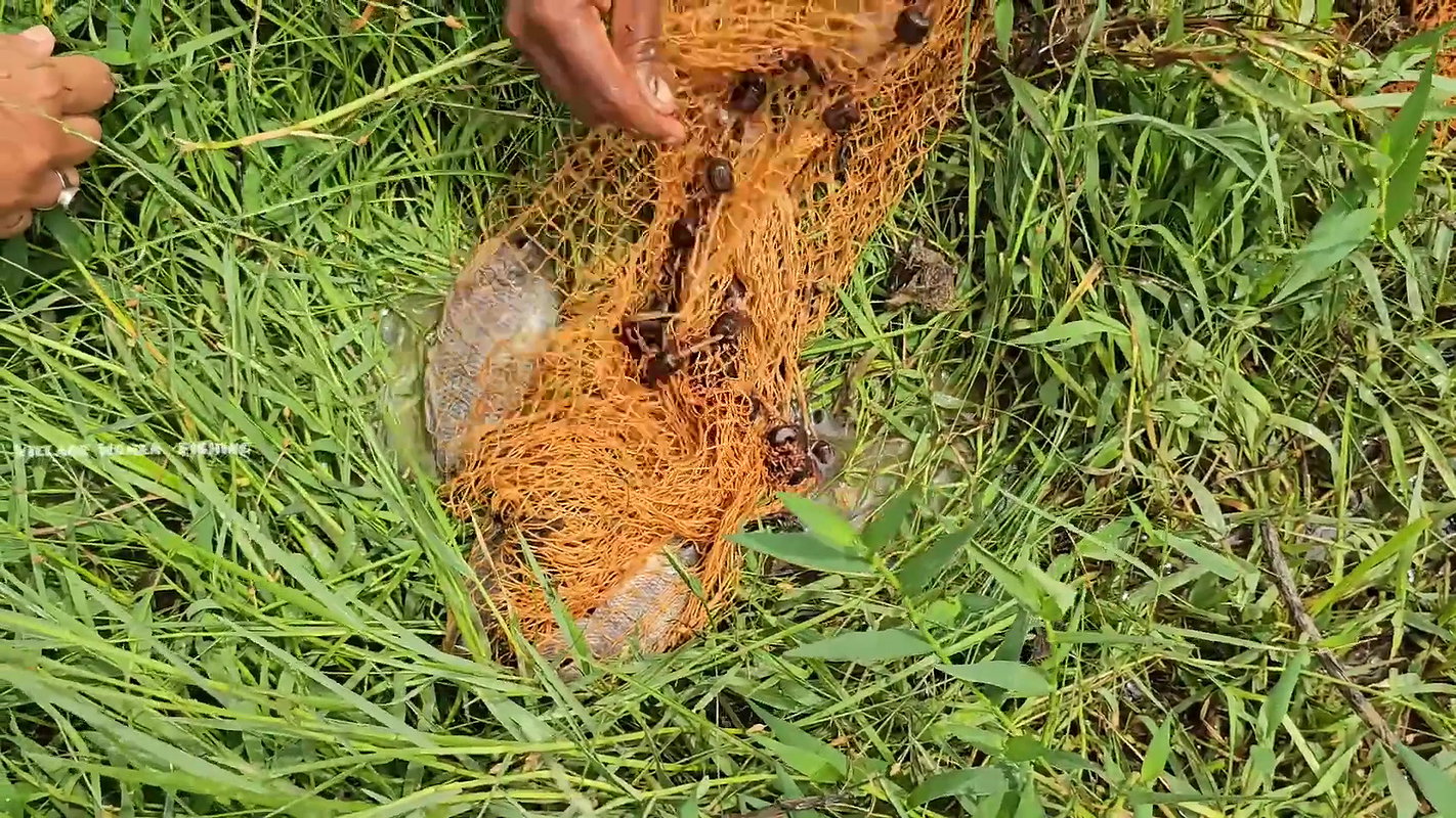 Amazing Village Women new Fishing video    Village