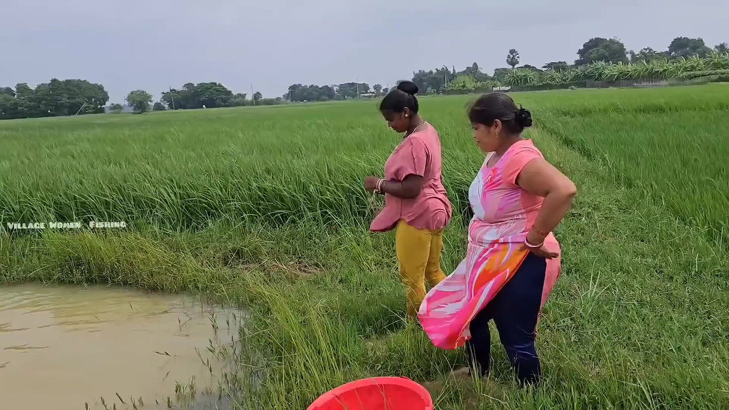 Amazing Village Women new Fishing video    Village